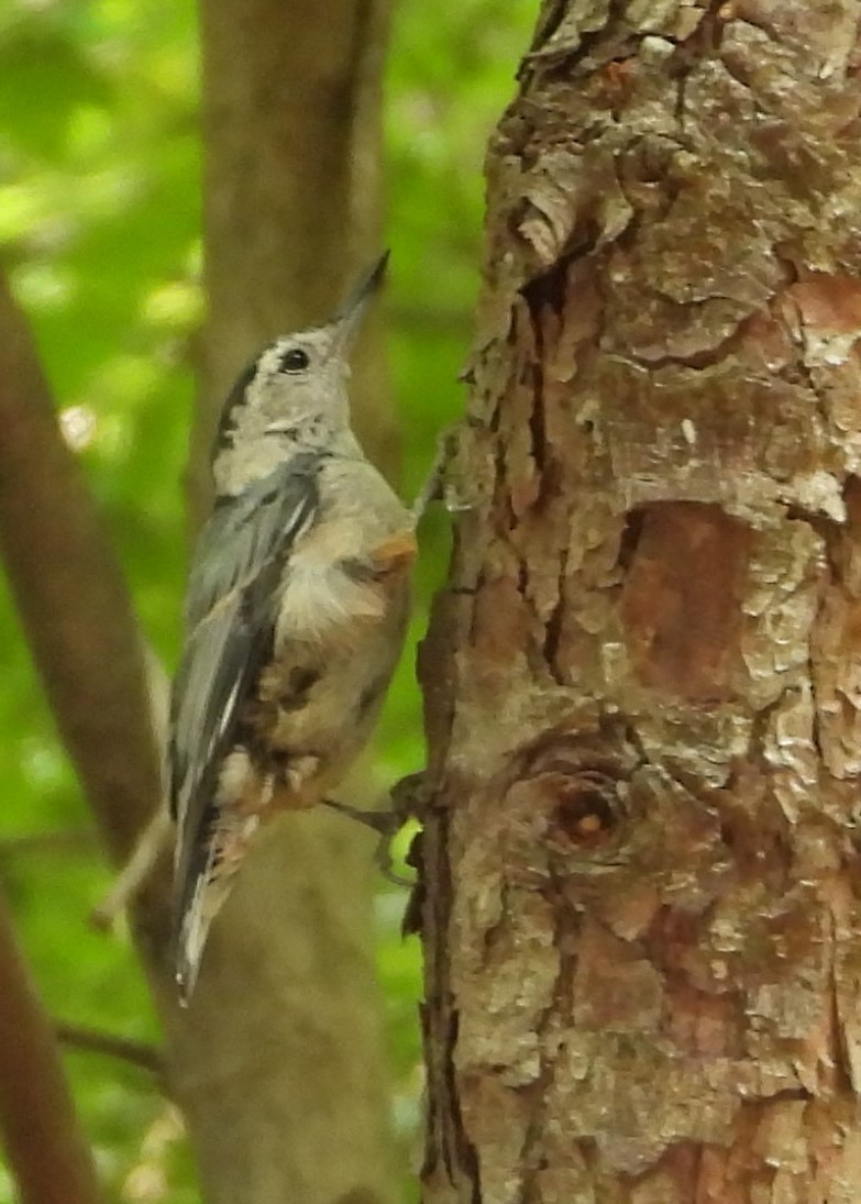 White-breasted Nuthatch - ML597935161