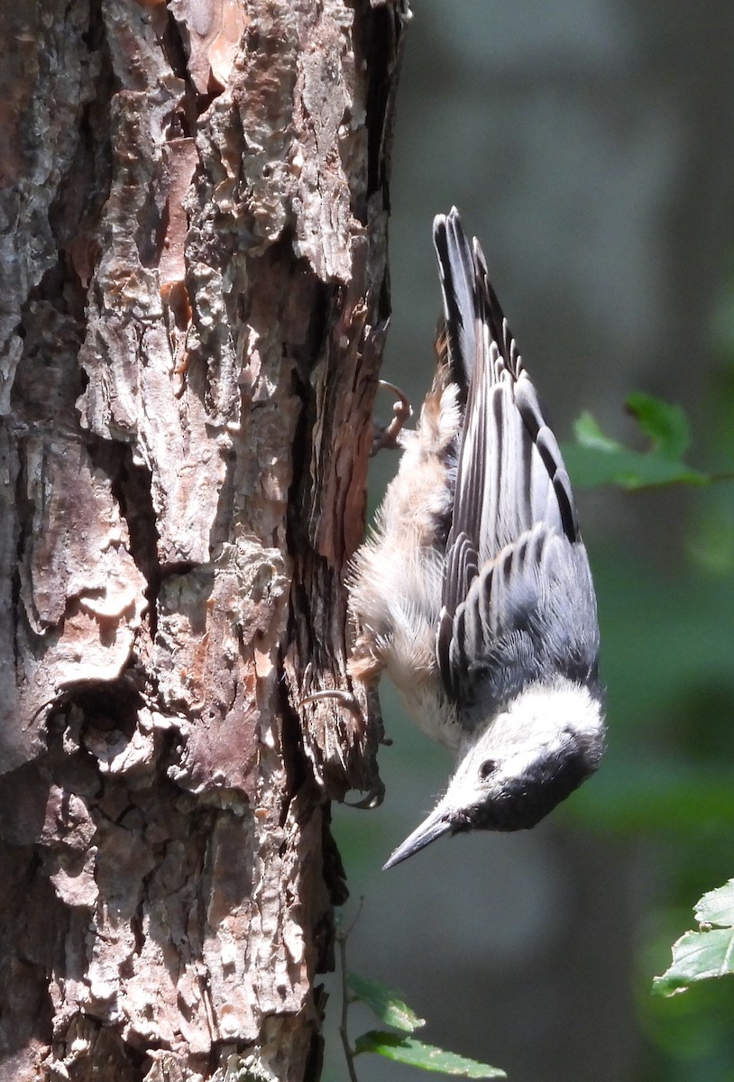 White-breasted Nuthatch - ML597935171