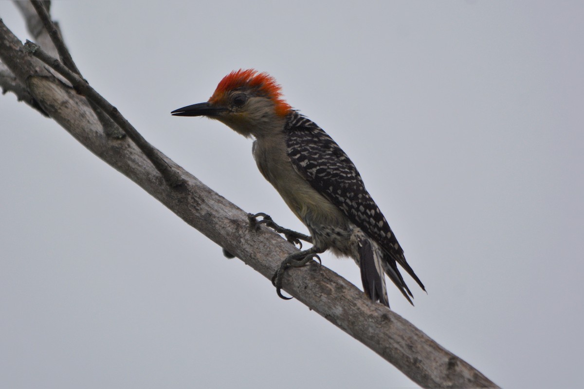 Red-bellied Woodpecker - Steve Mierzykowski