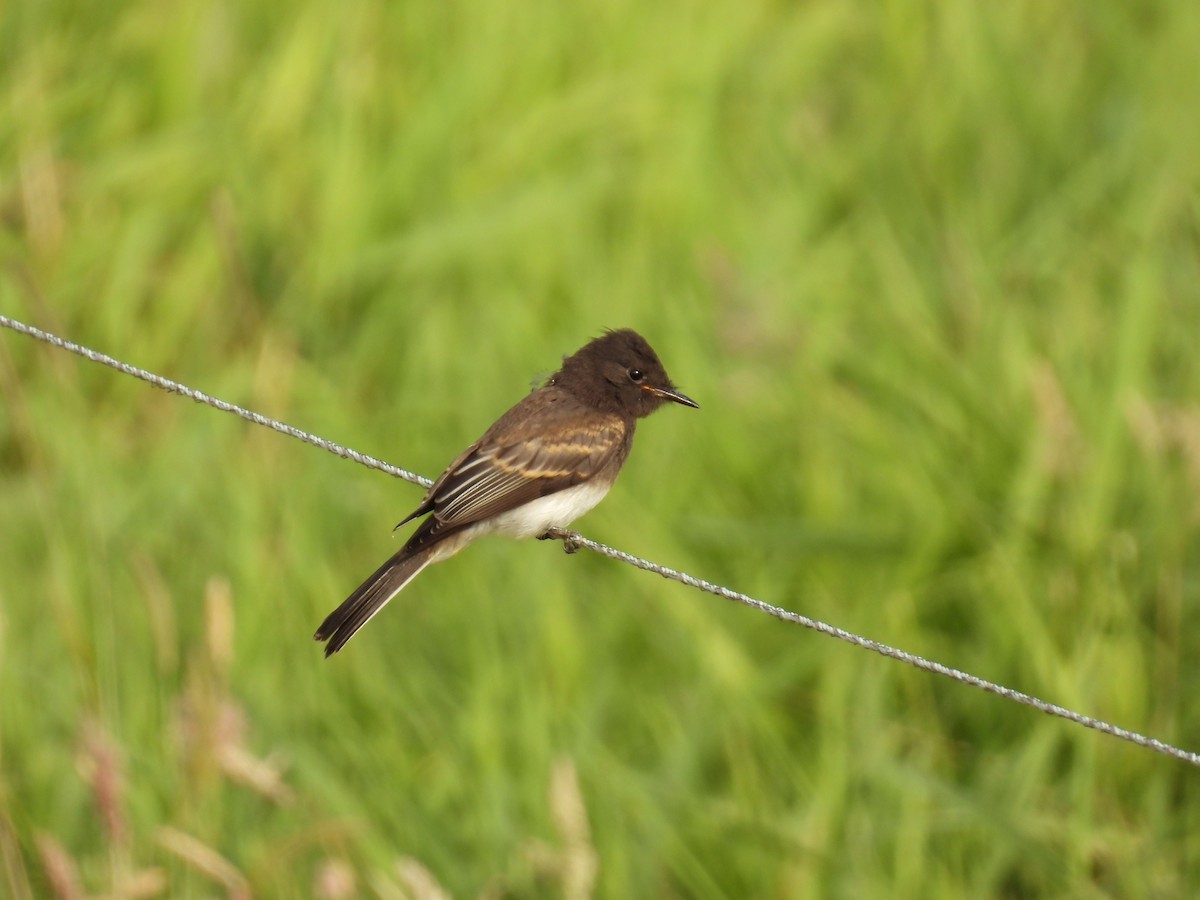 Чёрный фиби - ML597935421