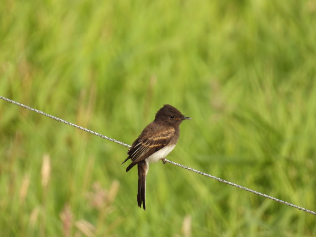 Чёрный фиби - ML597935431