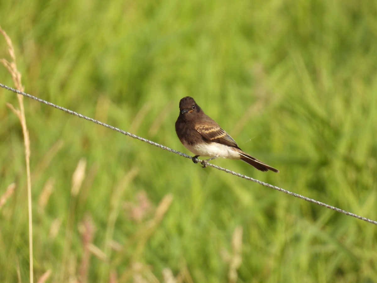 svartfibi - ML597935441