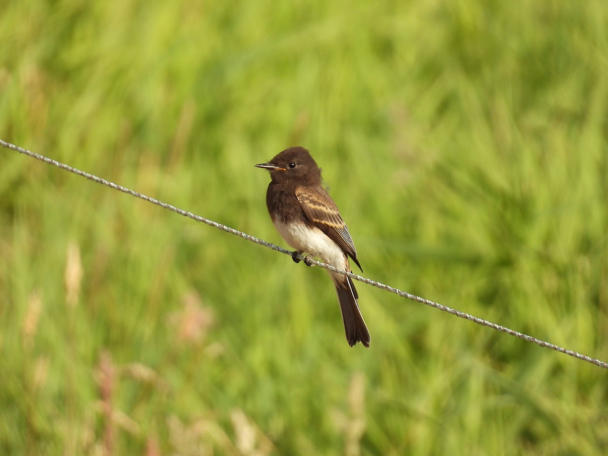 Чёрный фиби - ML597935481