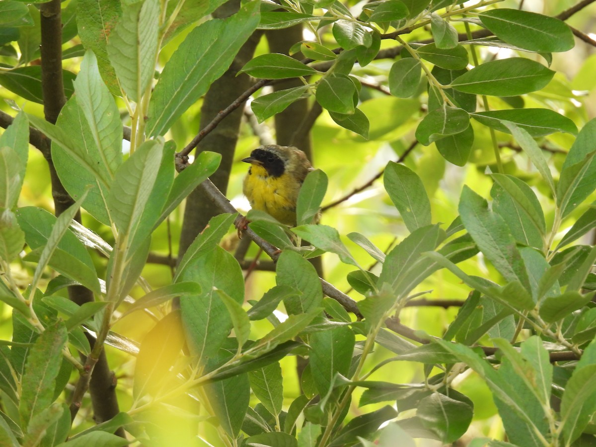 Common Yellowthroat - ML597935601