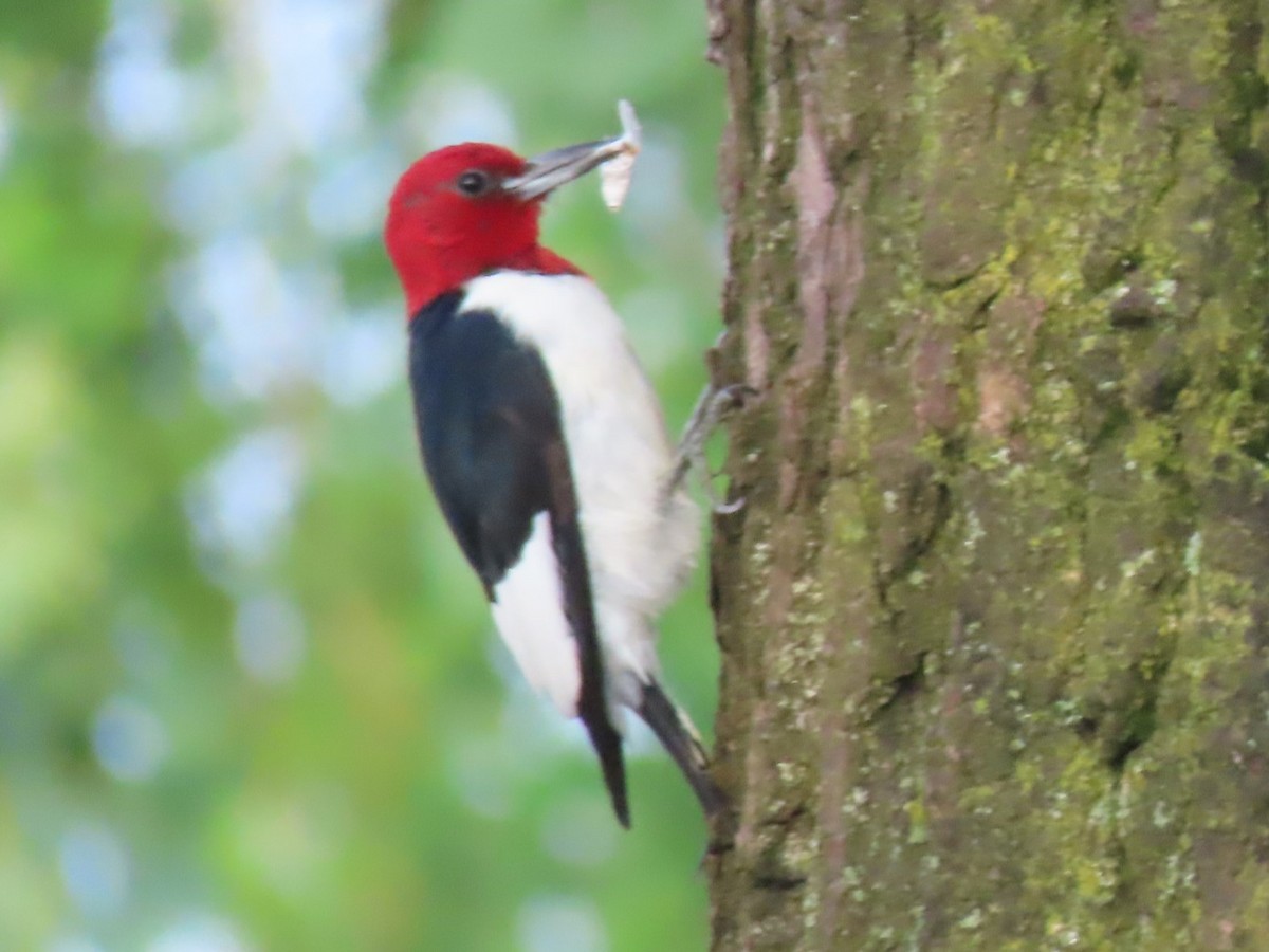 Red-headed Woodpecker - ML597935911