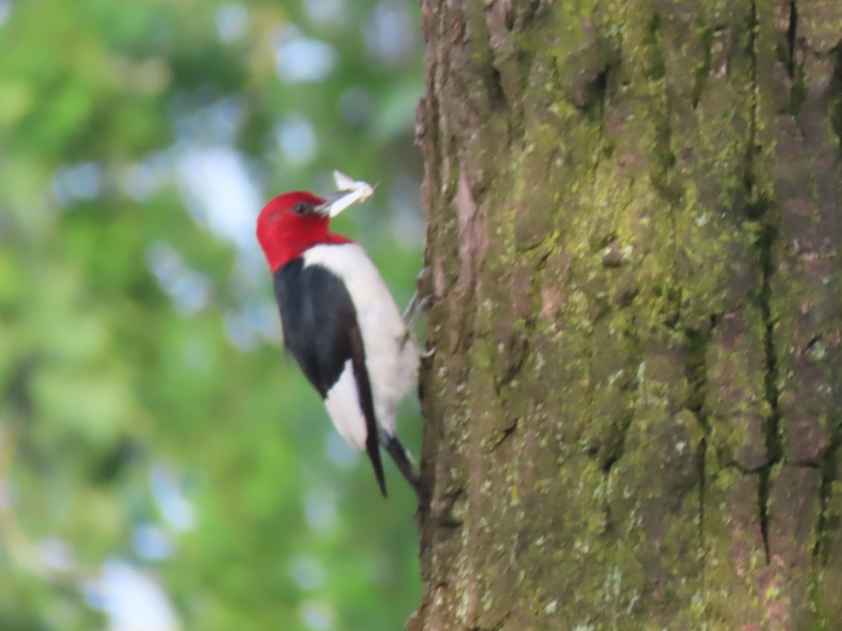 Red-headed Woodpecker - ML597935921