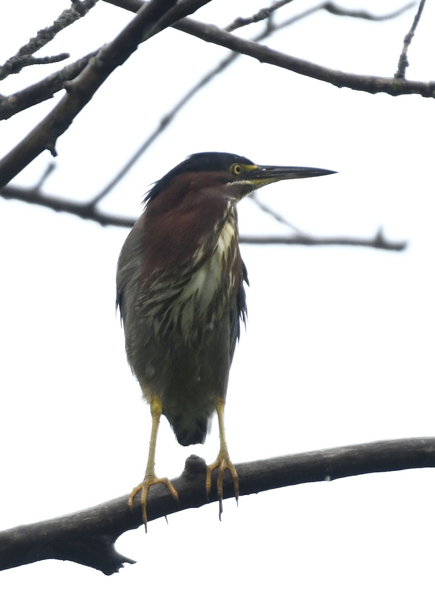 Green Heron - Julie Johnston