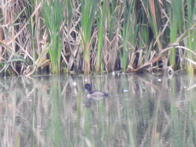 Ring-necked Duck - Warren Massey