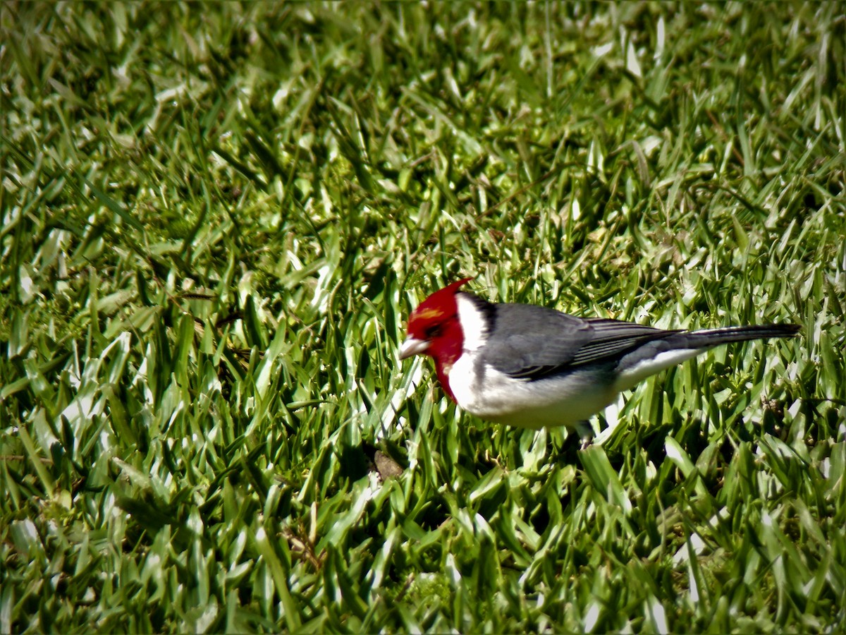 Red-crested Cardinal - ML597937221