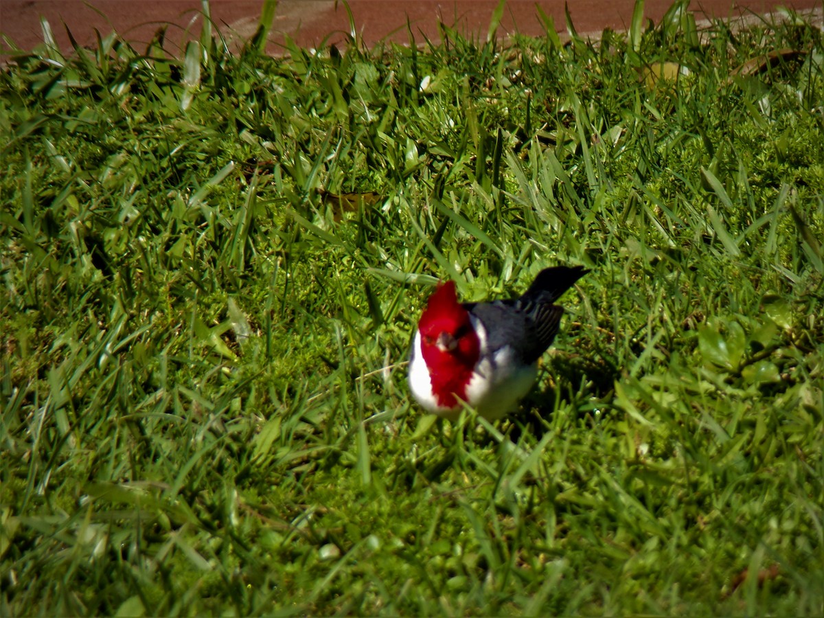 Red-crested Cardinal - ML597937281