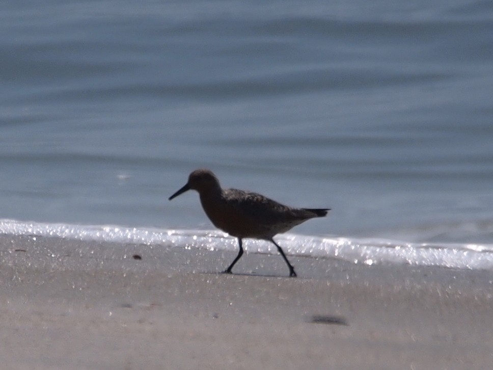 Red Knot - ML59793871