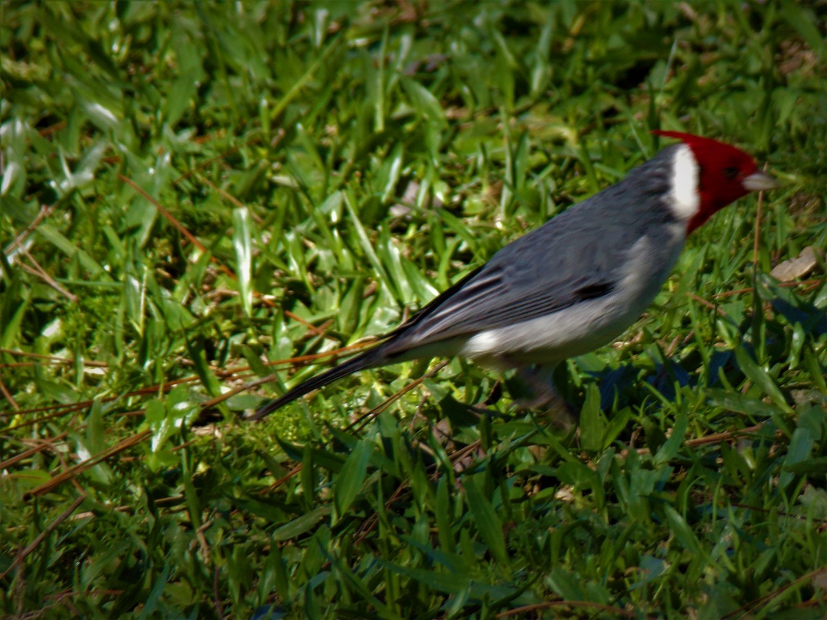 Red-crested Cardinal - ML597939081