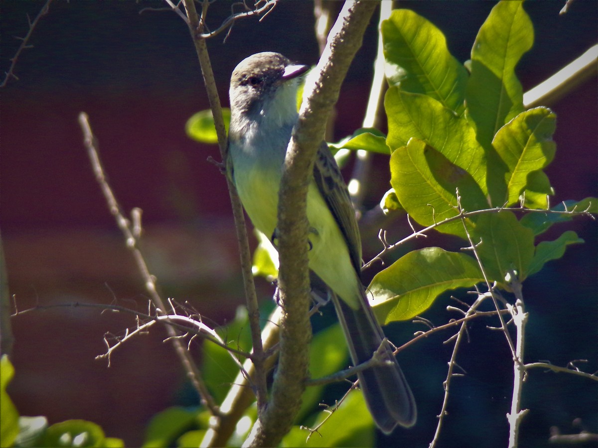 Brown-crested Flycatcher - ML597939751