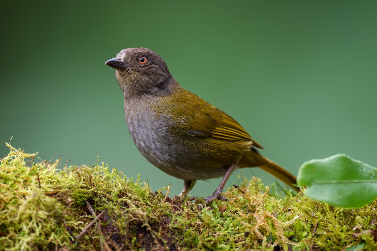 Dusky Chlorospingus - Jeff Hapeman