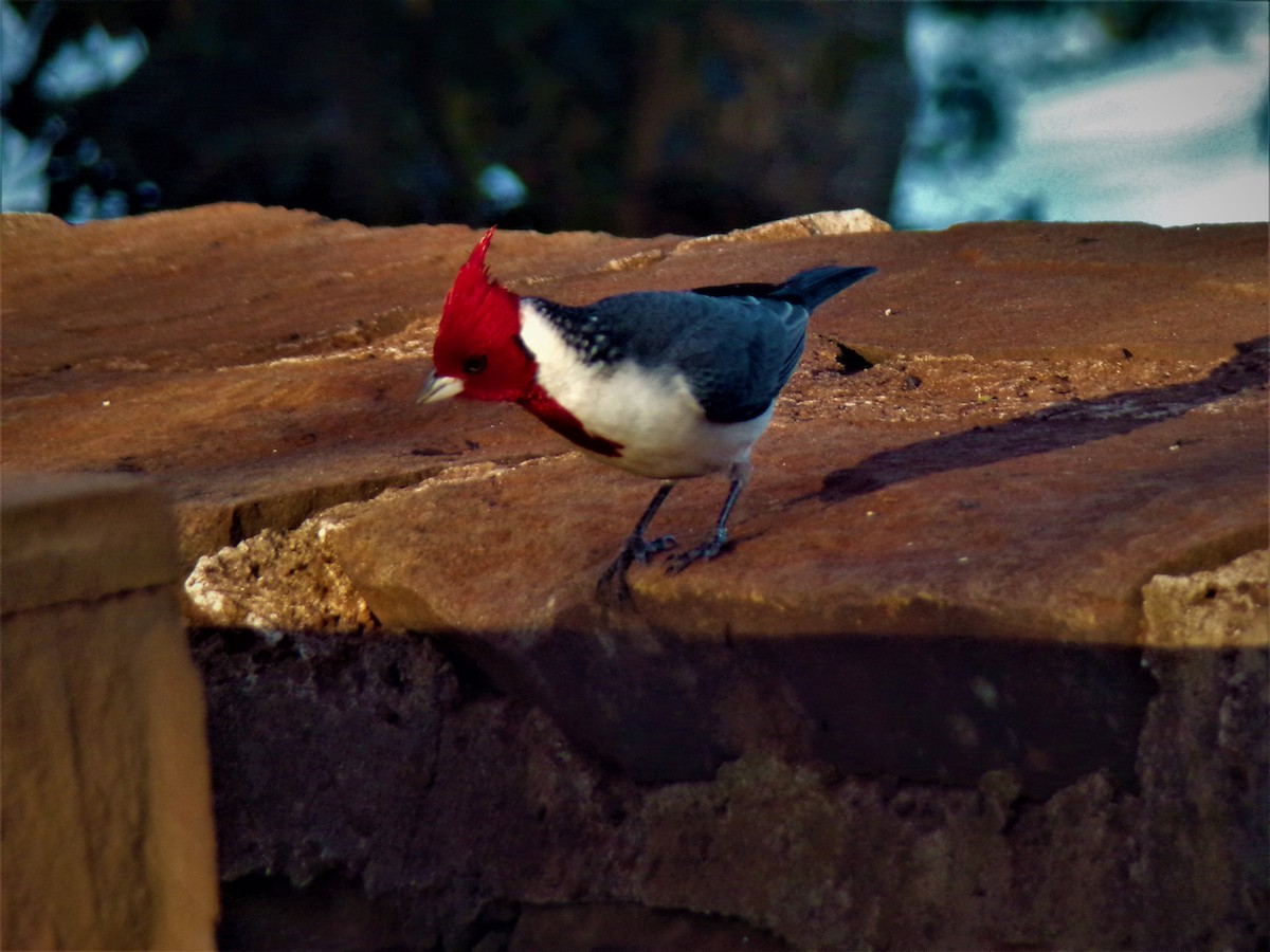 Red-crested Cardinal - ML597940621