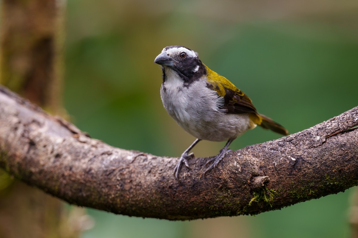 Black-winged Saltator - Jeff Hapeman