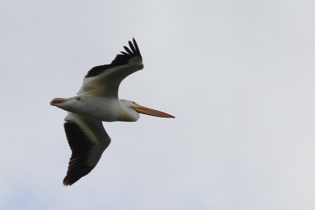 American White Pelican - ML597940801