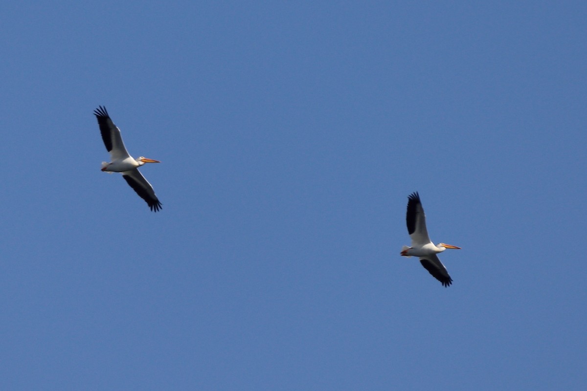 American White Pelican - ML597940891