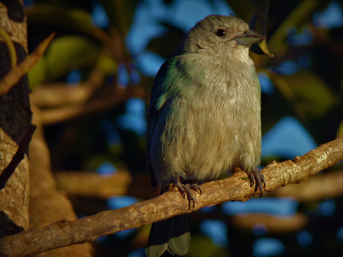 Sayaca Tanager - ML597942031