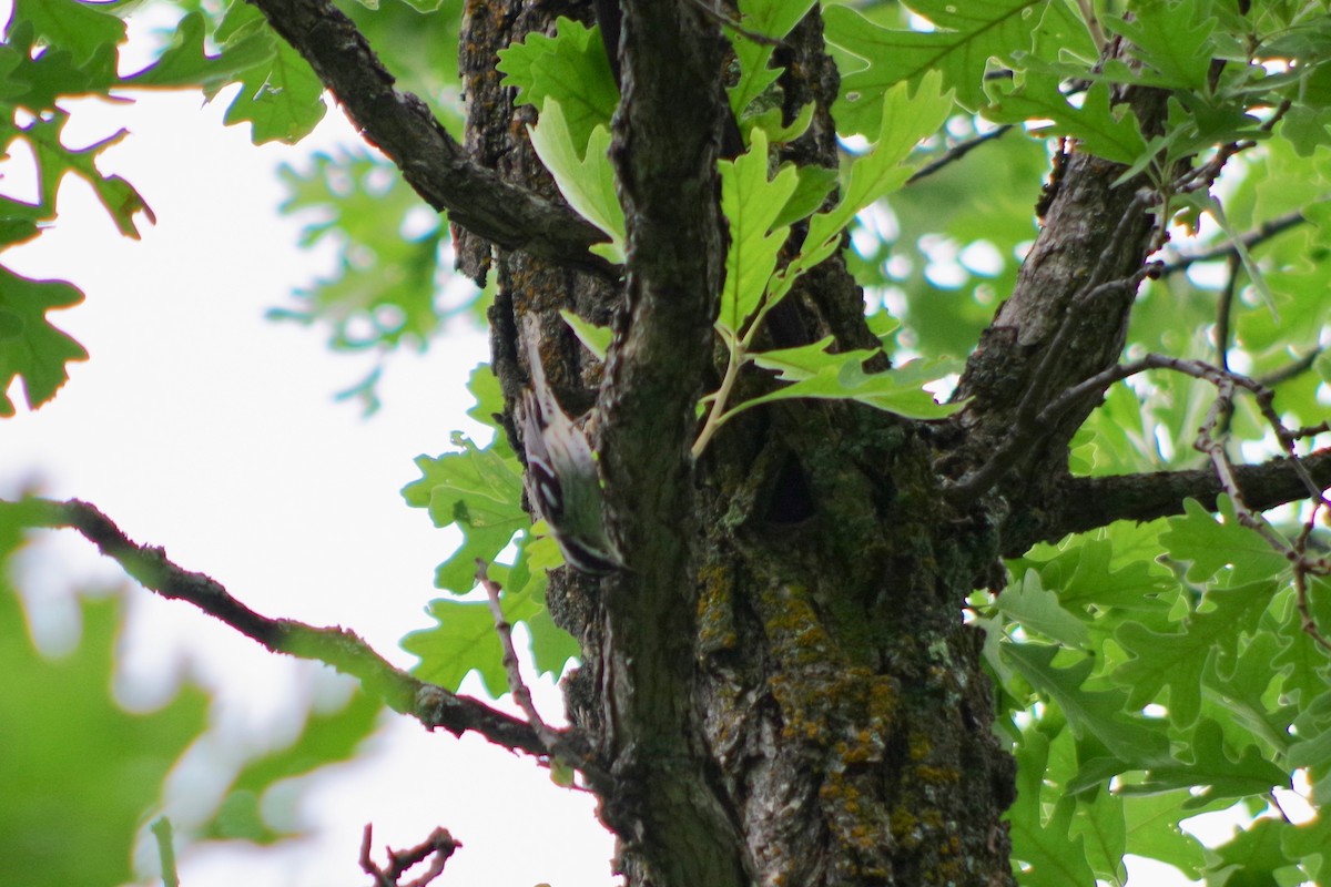 Black-and-white Warbler - ML597942821