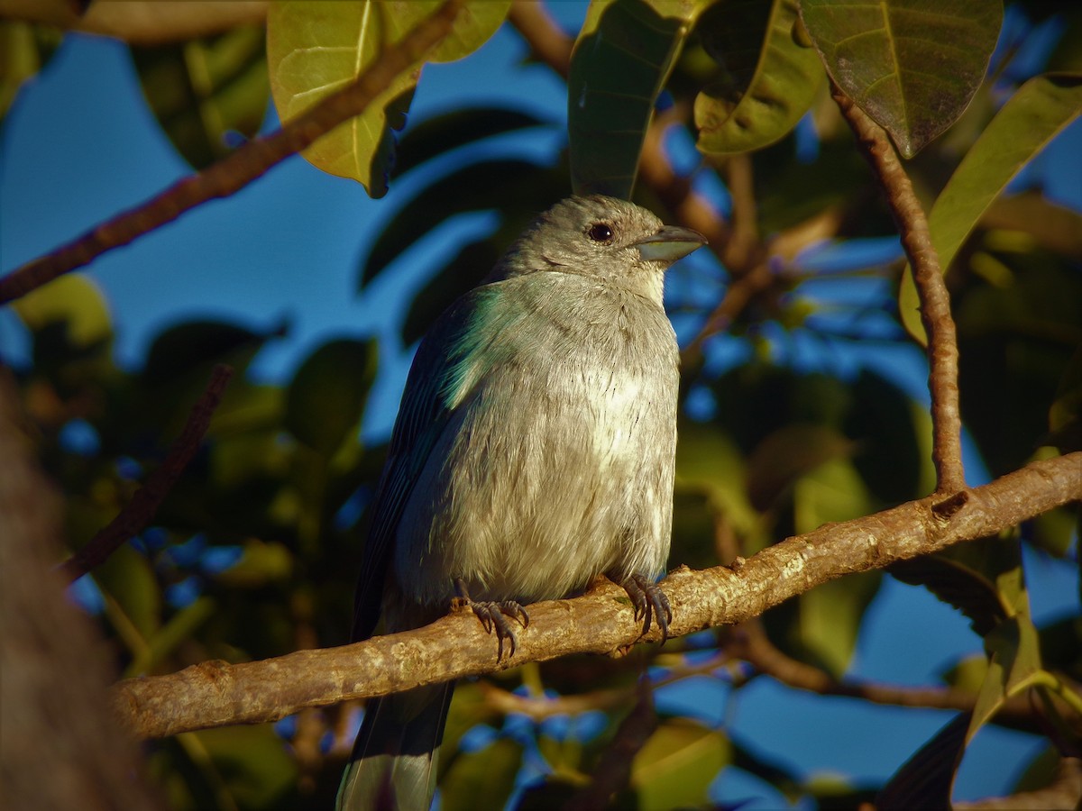 Sayaca Tanager - ML597943421