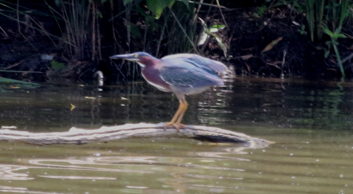 Green Heron - Jeffrey Blalock