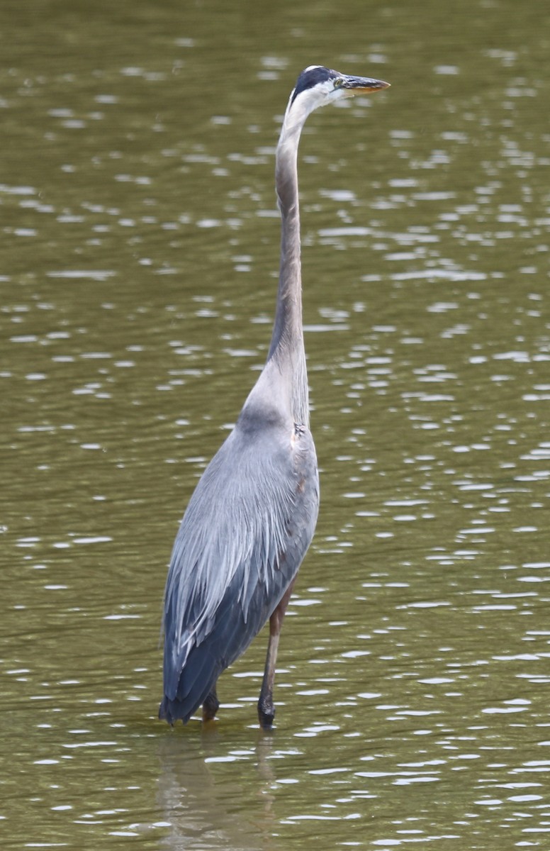 Great Blue Heron (Great Blue) - ML597943611