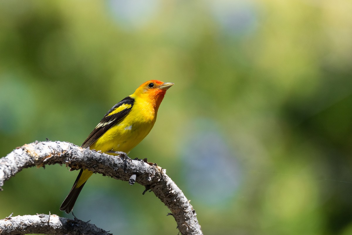 Western Tanager - ML597943651