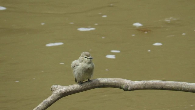 Mosquerito Guardarrios - ML597944171