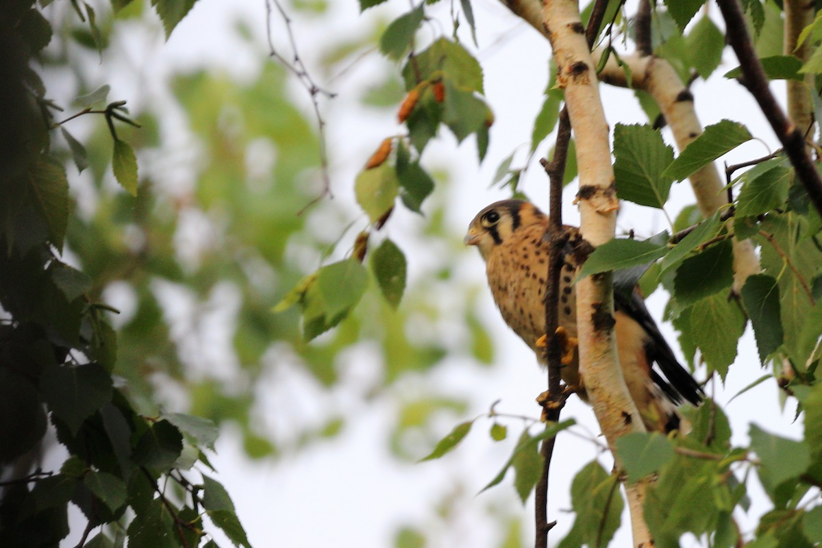 American Kestrel - Claude Villeneuve