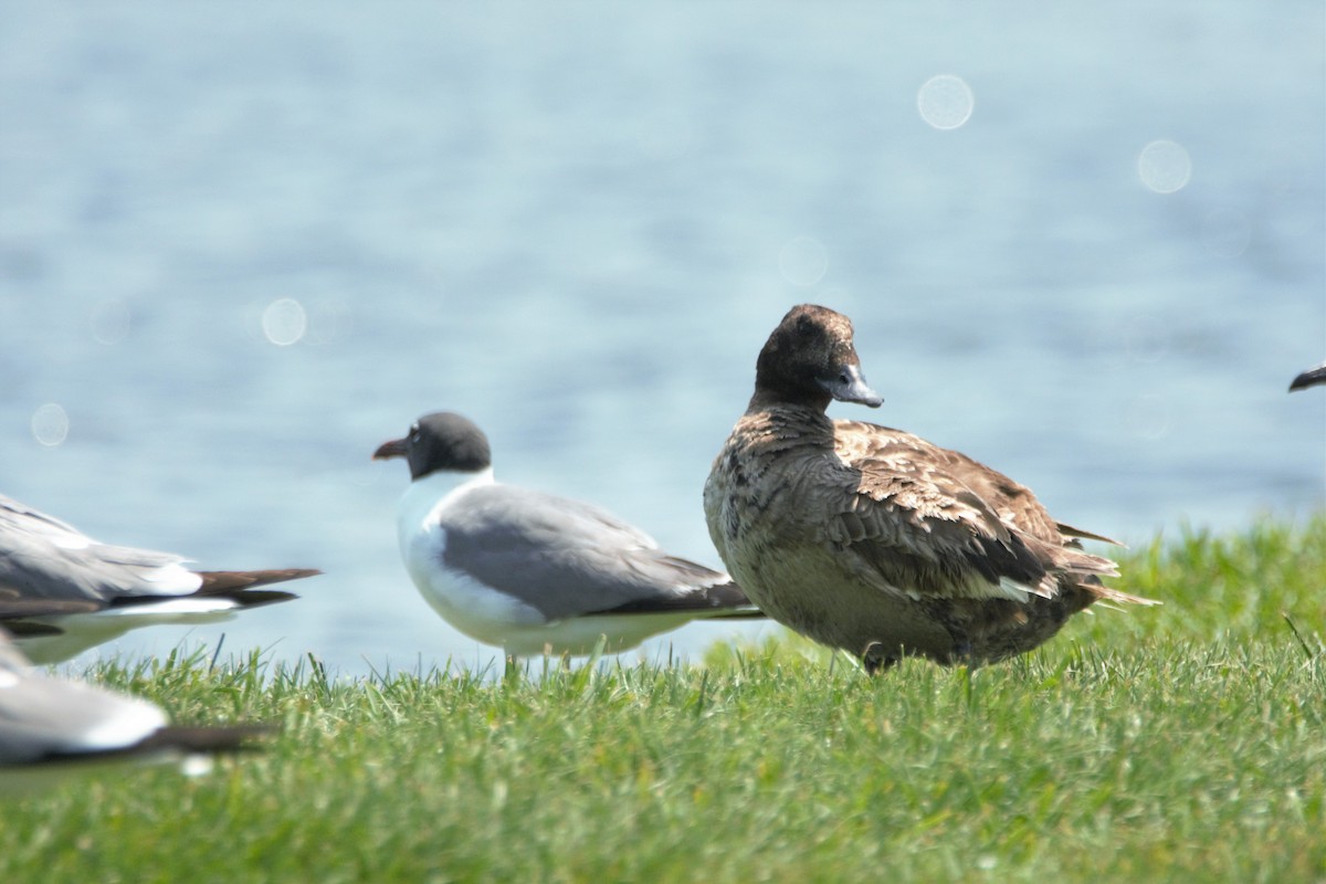 turpan kanadský - ML59794511