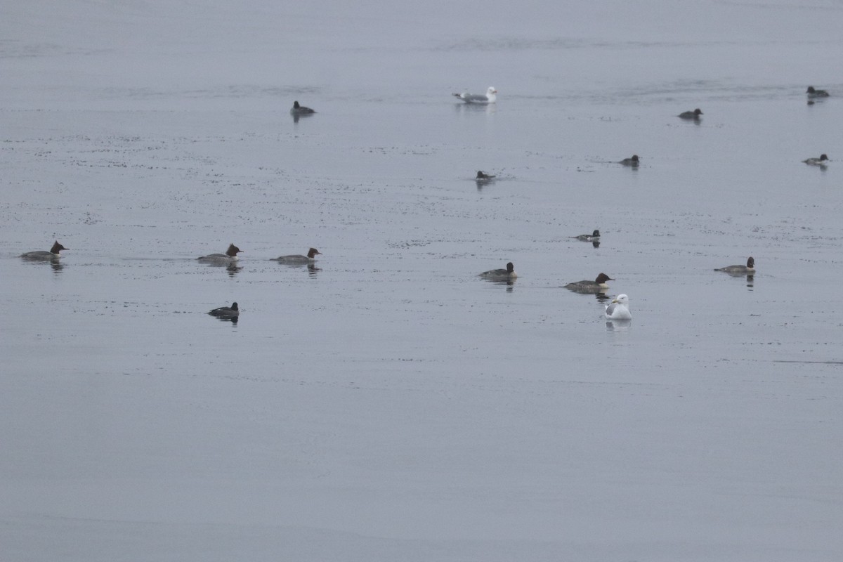 Common Merganser - Alexander Cherinko