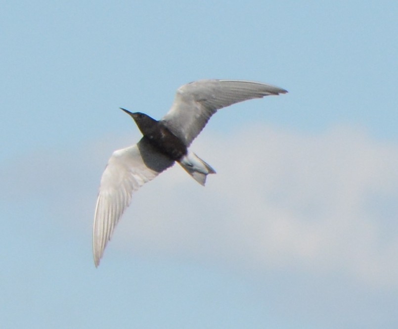 Black Tern - ML59794551