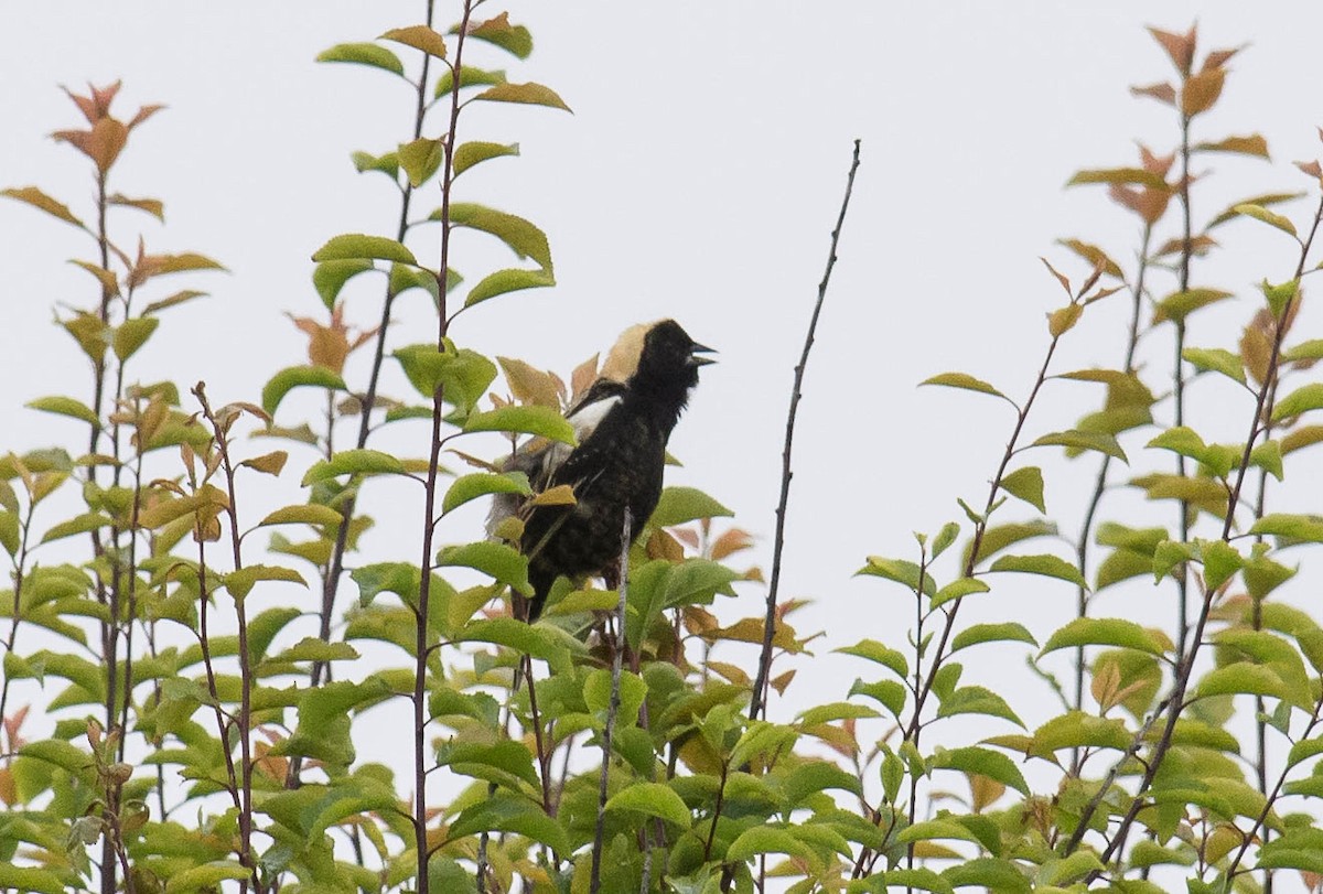 Bobolink - ML59794611