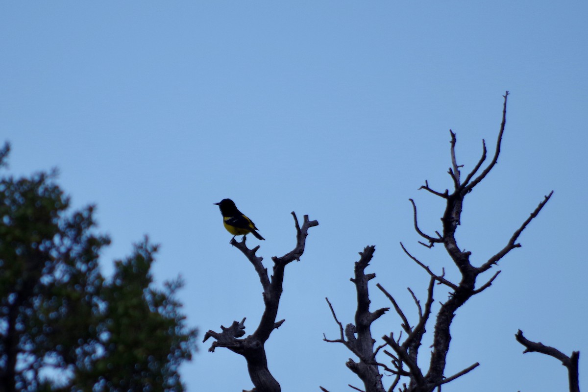 Oriole jaune-verdâtre - ML597946711