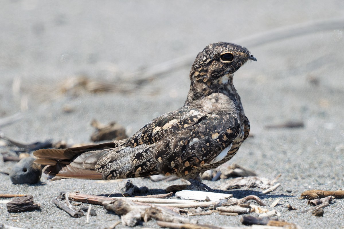 Lesser Nighthawk - ML597947071