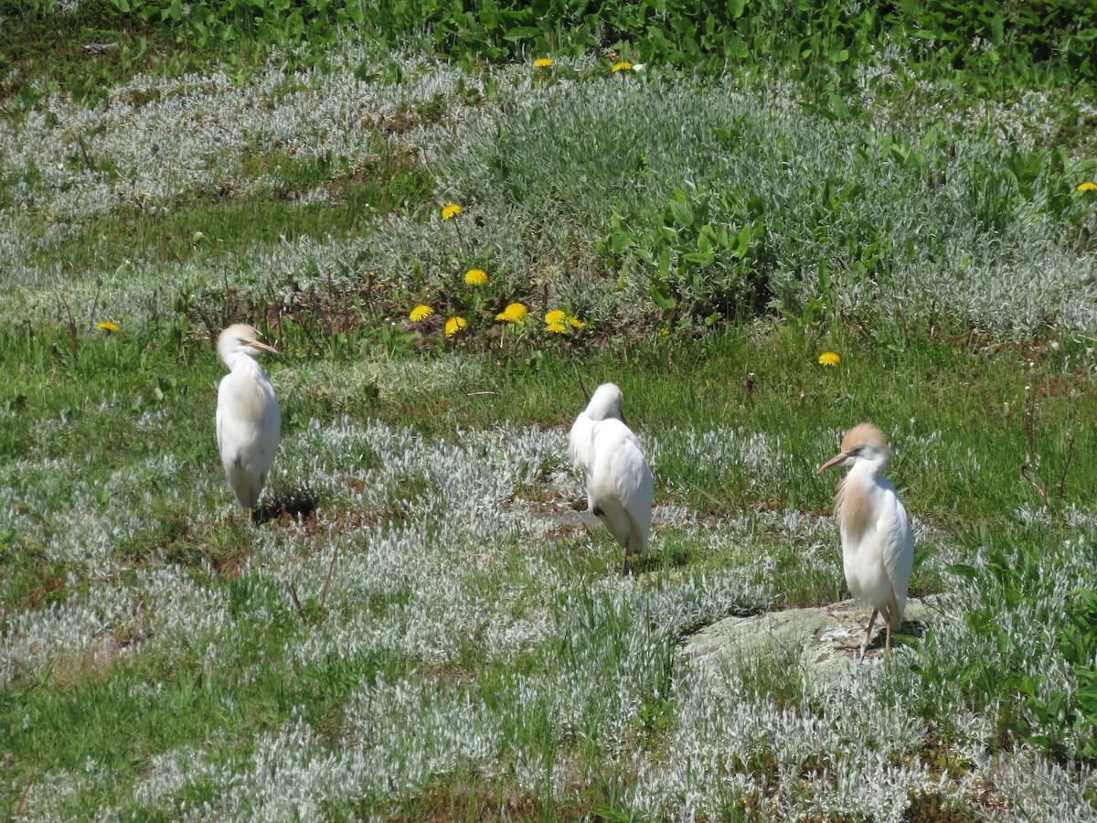 Western Cattle Egret - ML59794761