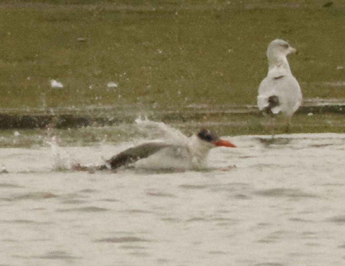 Caspian Tern - ML597947621