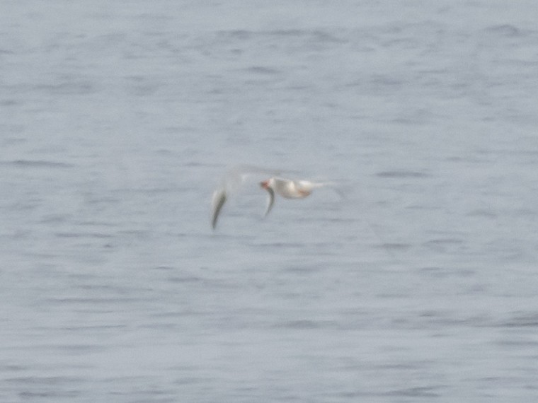 Common Tern - ML597948311