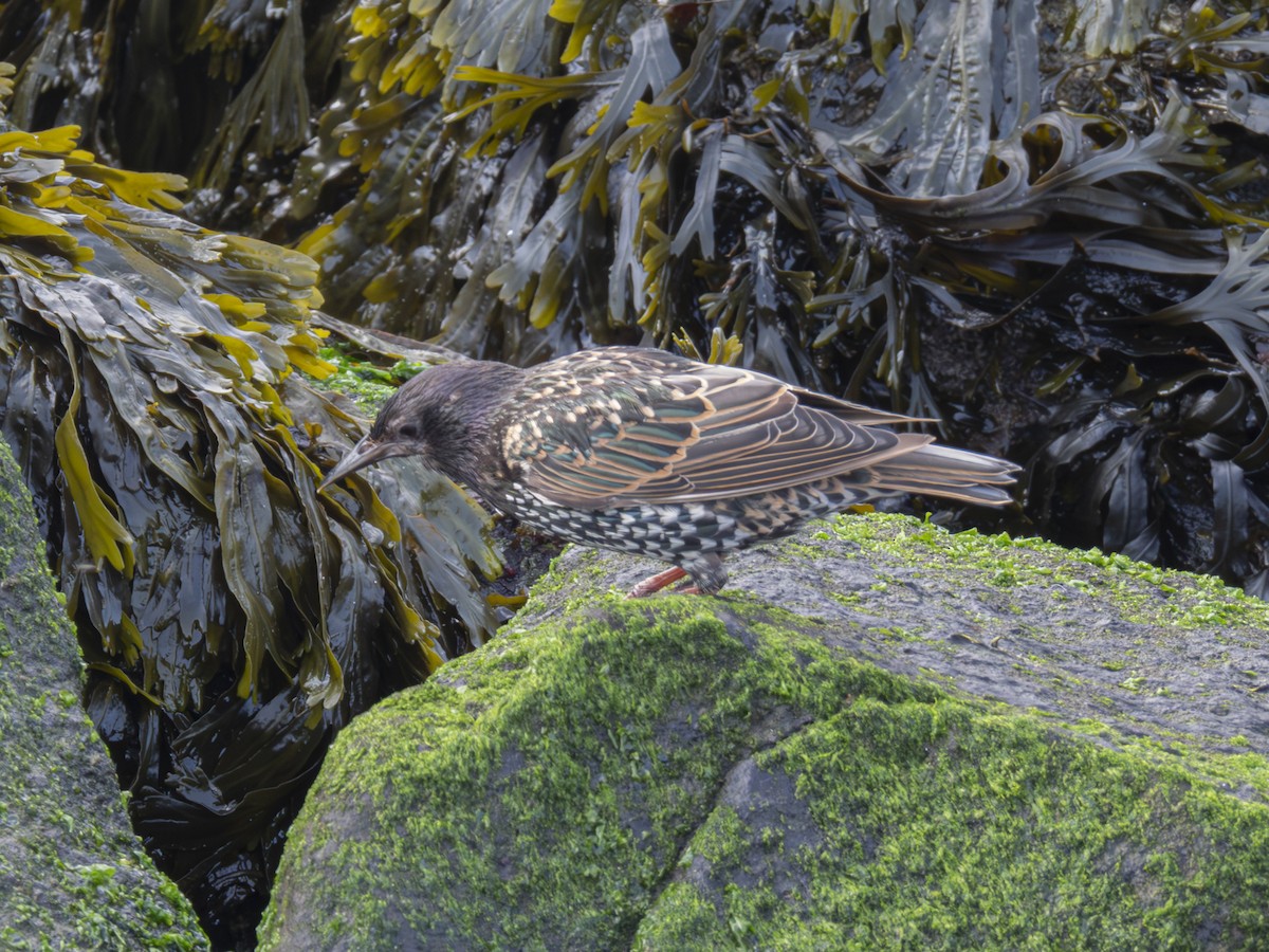 European Starling - ML597948711