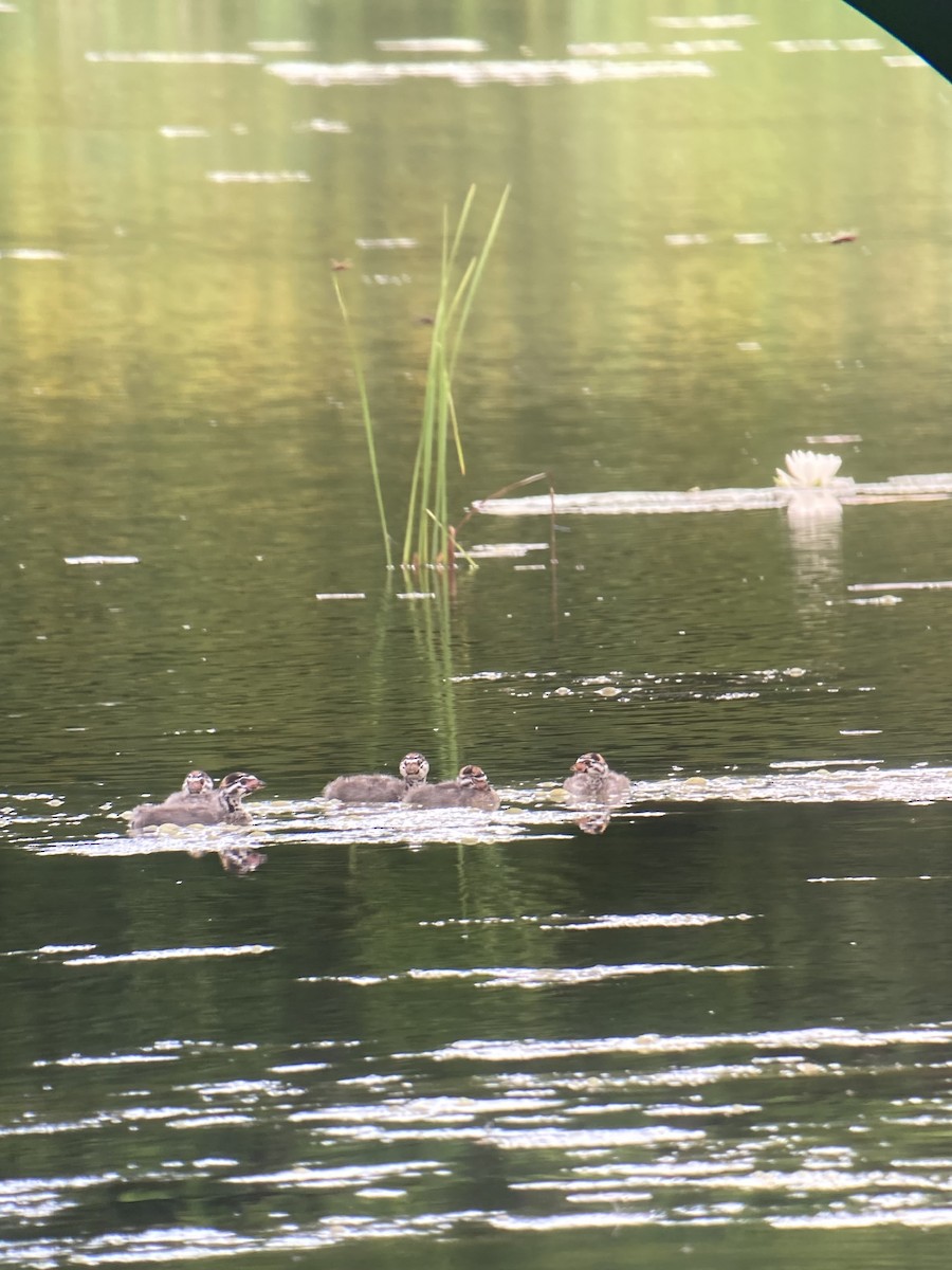 Pied-billed Grebe - ML597948931