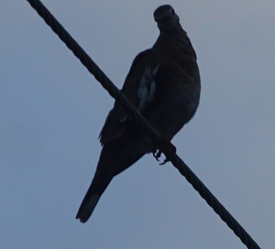 White-winged Dove - ML597949061