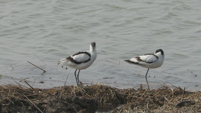 Pied Avocet - ML597949201