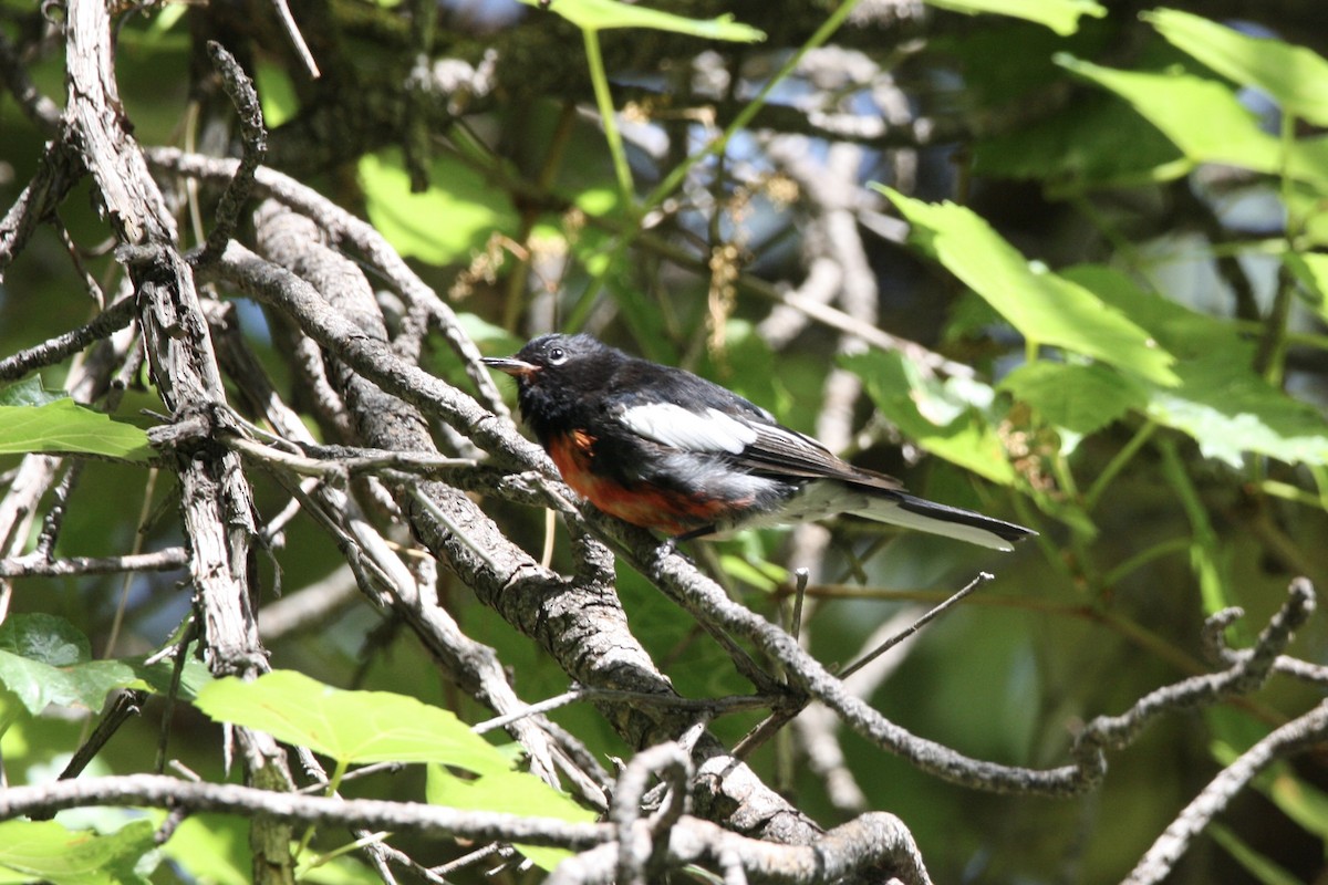 Painted Redstart - ML597950061