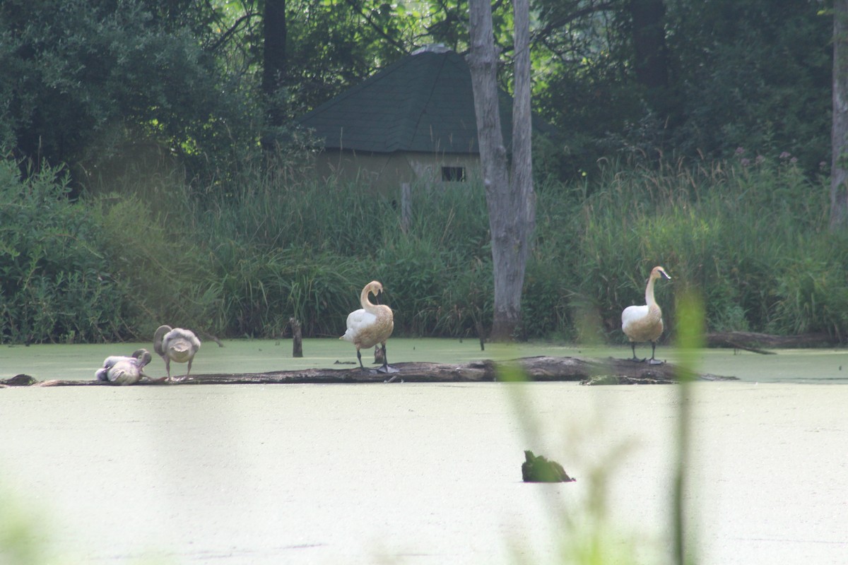 Trumpeter Swan - ML597952141