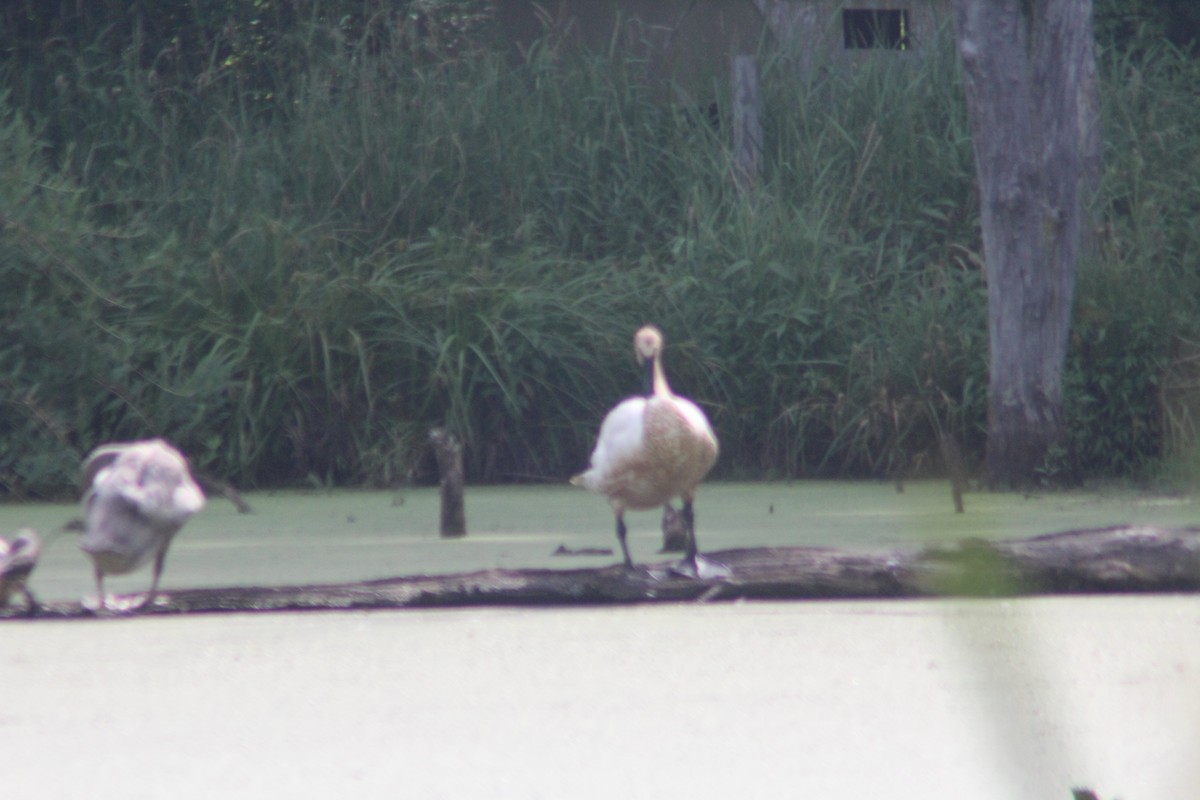 Trumpeter Swan - ML597952151