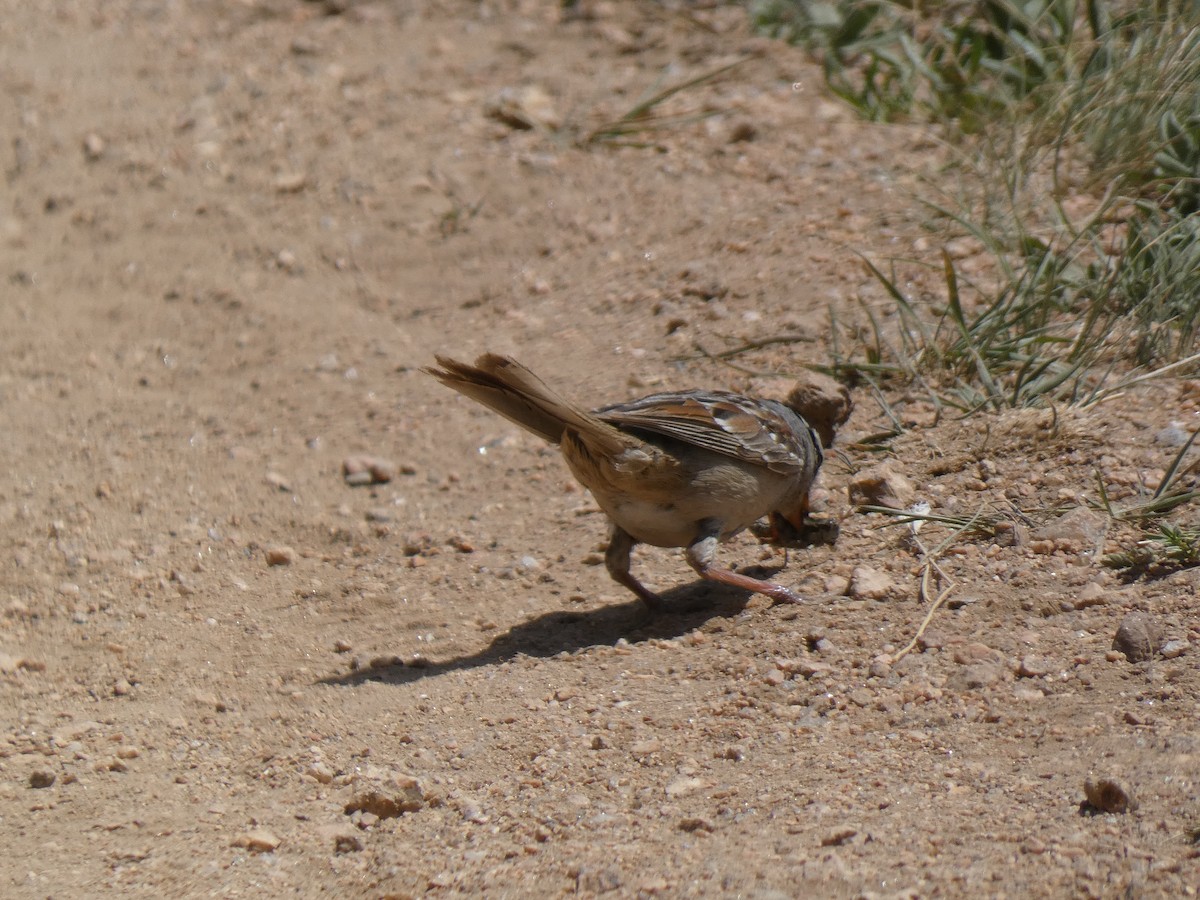 White-crowned Sparrow - Ned Wallace & Janet Rogers