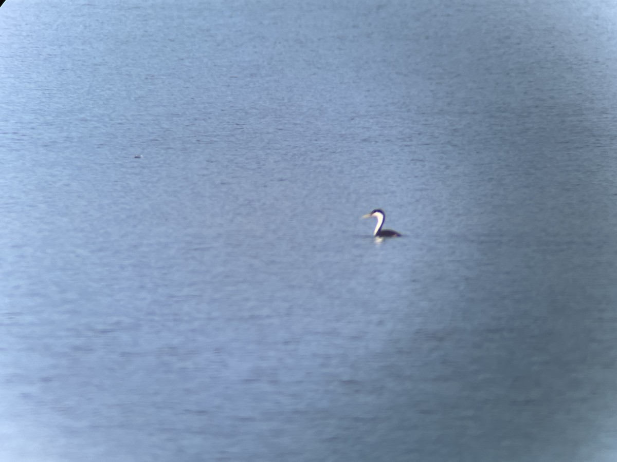 Western Grebe - ML597953241