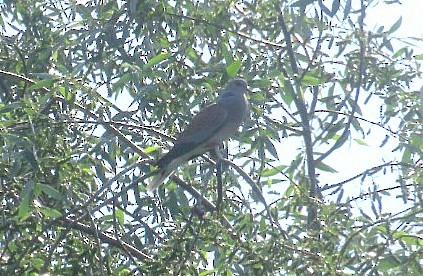 European Turtle-Dove - ML597953371