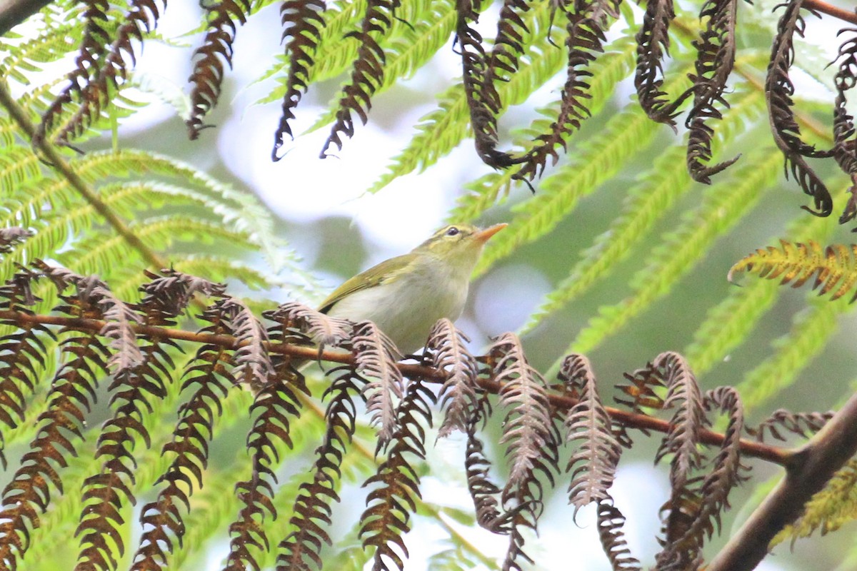 Lemon-throated Leaf Warbler - ML59795391